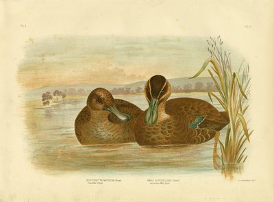 Australian Wild Duck, 1891 by Gracius Broinowski